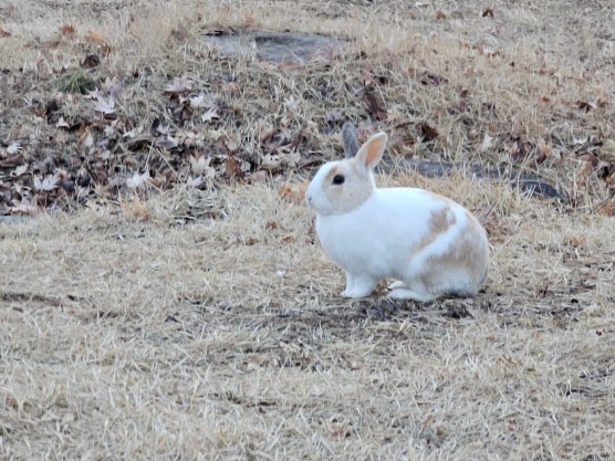 64a4f7ff575506e598ae104fee2f8e75_1750232084_4553.jpeg 64a4f7ff575506e598ae104fee2f8e75_1750232084_4553.jpeg